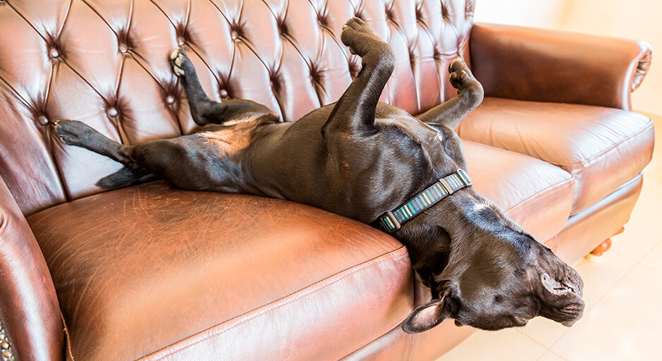 Black French bull dog laying on its back with head hanging down the brown chesterfield couch
